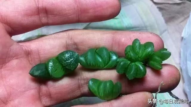 条纹十二卷变黑:多肉十二卷怎样割叶片繁殖？