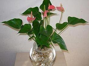 水培植物营养液:水培植物营养液里可以加油吗？