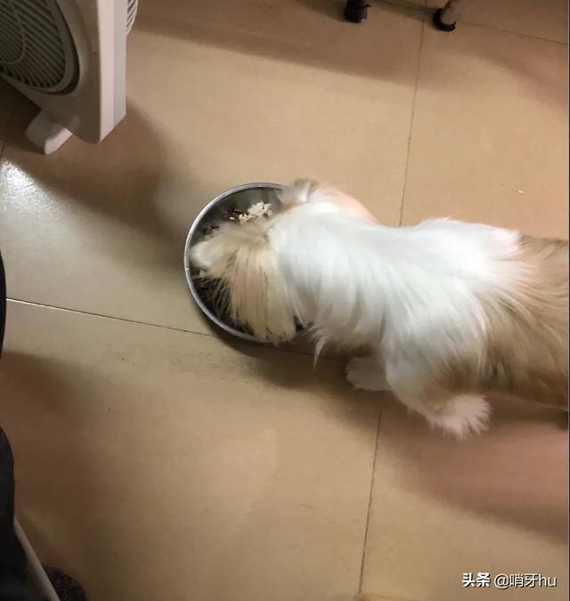 2个月小狗拉稀:两个月狗狗到家后，拉肚子，感冒，怎么办？