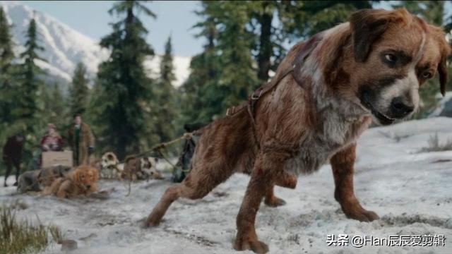 金毛拐卖牧羊犬电影:《野性的呼唤》主角老头死了吗？你怎么评价这部电影？