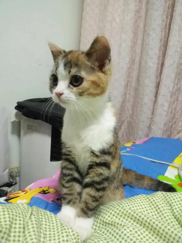 小萌猫红小胖:怎么知道猫咪聪不聪明？聪明的猫会做哪些事情？