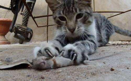 甘肃 猫坚强:短期出门，怎样安置猫猫？ 猫坚强视频