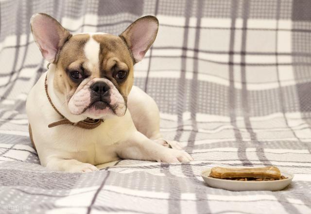 法斗犬能坐飞机吗:坐飞机可以带宠物嘛？例如狗，可以的话需要哪些手续？