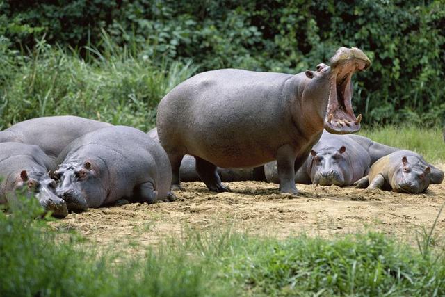 头条问答 - 河马与湾鳄谁厉害?(2个回答)