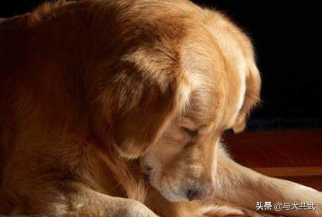 女警犬传说五部曲:杭州半夜在家里失踪12天的女士到底去了哪里？