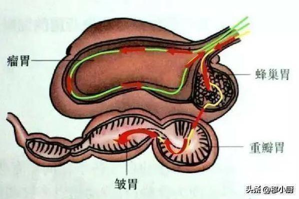 牛有四个胃,什么动物有4个胃别告诉我是牛