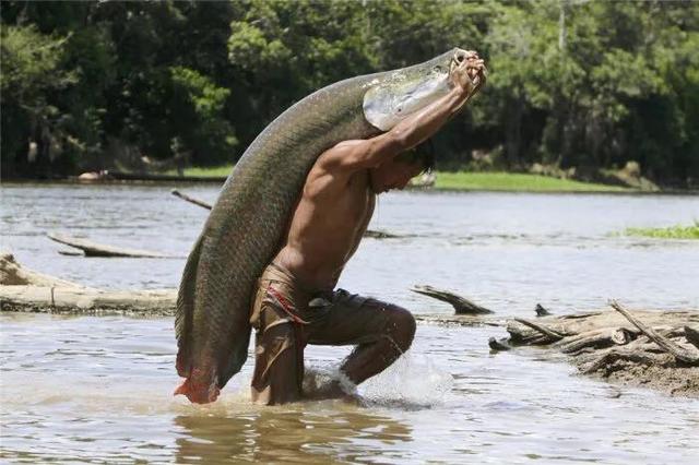 电影食人鱼图片:亚马逊河流内部有什么？为何当地人难以靠近，莫非藏着水怪？