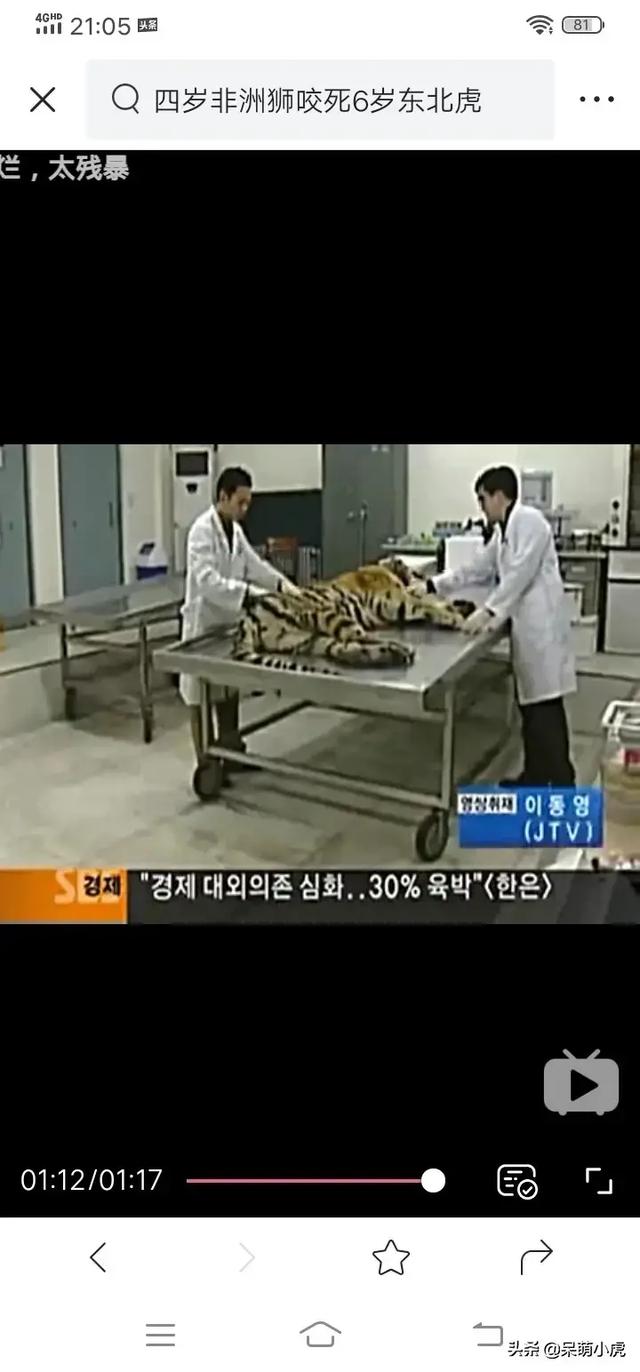 鬼獒王咬死狮子图片:雄狮和雌狮对抗一只西伯利亚虎什么结果？