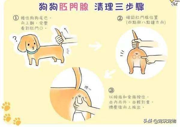 肛门腺:我家法国斗牛犬很久没有挤肛门腺，它会出现什么问题吗？