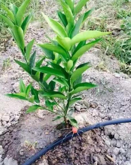 头条问答 - 柑橘滴灌有哪些的优缺点?(14个回答)