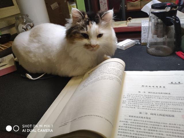 狗吃了松木猫砂怎么办:小猫喜欢玩猫砂，该怎么办？