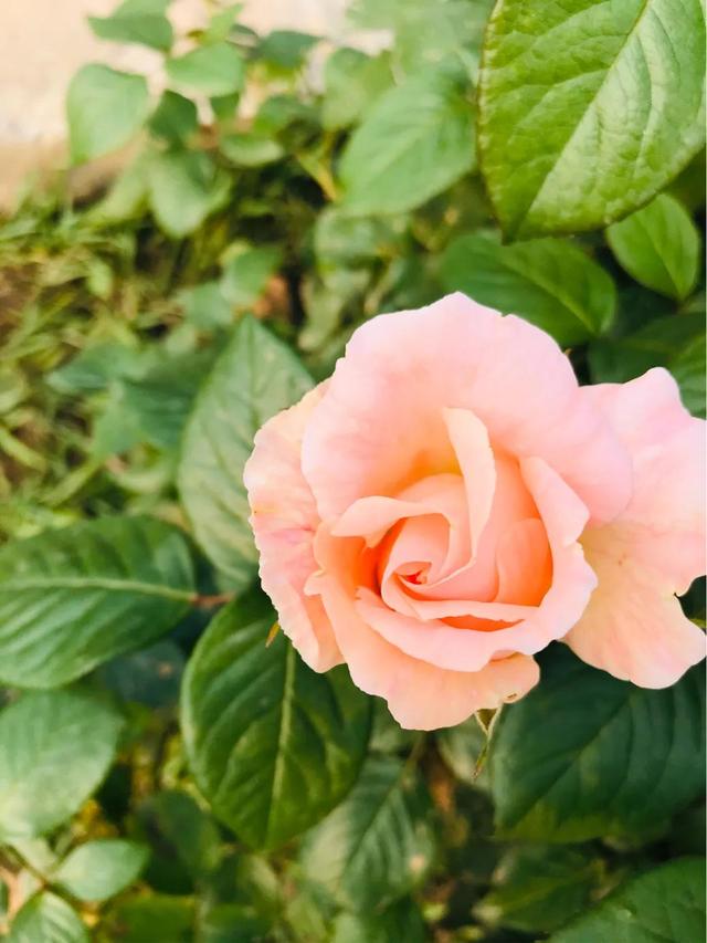 最香的几款月季品种是什么？插图25