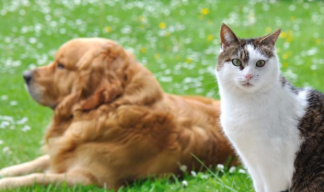 流浪狗和流浪猫图片:到处都是流浪猫狗，它们知道自己被抛弃，会羡慕有主人的猫狗吗？