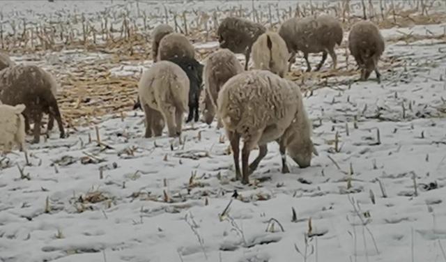 养殖羊的利润:肉羊养殖的利润与成本 一般情况下，200只基础母羊的年利润是多少？