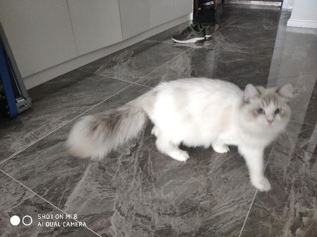 猫舍和宠物店区别:怎么分辨后院和正规猫舍啊？
