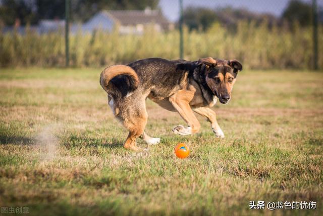 我属虎老公属猪，虎和猪是绝配吗？