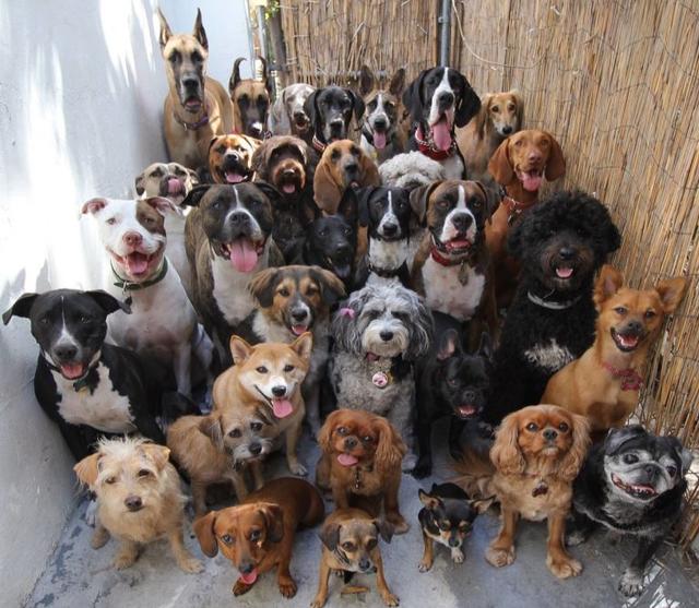 重庆 狗:四川的川东猎犬为什么又叫重庆犬？