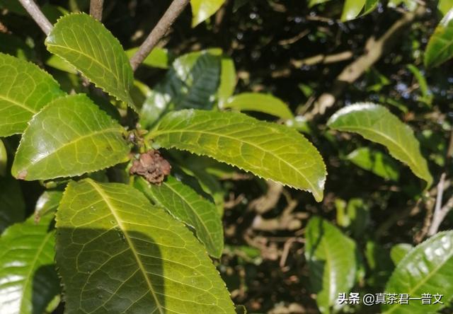 古树藤条茶是普洱茶么,普洱茶里出现“马蹄梗”就是古树春茶吗？