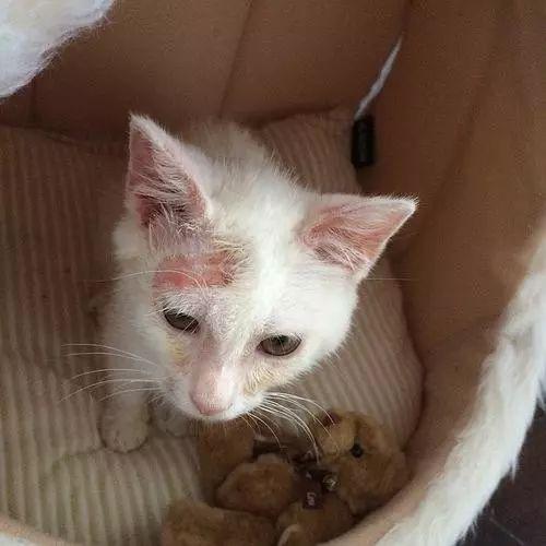 赛维洛犬菌清哪里有卖:为什么有的小奶猫会容易得猫癣、奶癣？