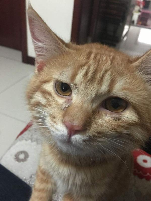 养一只电子宠物猫吧:养哪些宠物比较不费时间而且好照顾？