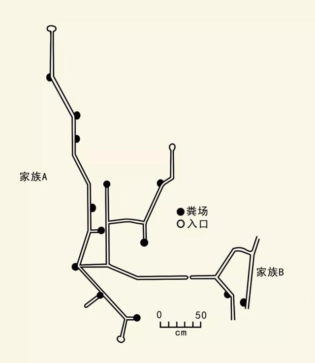 狗獾子冬天自己在洞里:有人说老鼠洞的结构图比美国驻伊拉克大使馆还复杂，内涵何在？