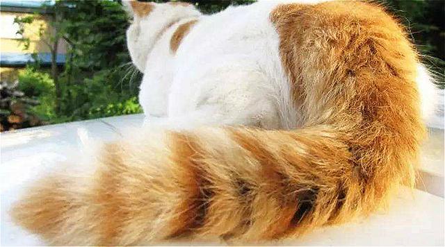 猫用尾巴钓鱼:猫用尾巴钓鱼视频 用泥鳅作饵料钓鱼除了能钓到翘嘴鱼，还能钓到什么鱼？