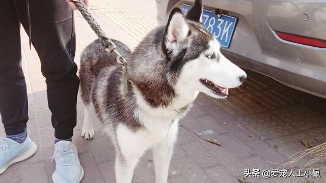 改变世界的犬类:狗是远古人类驯服狼后进化来的，还是狼自身进化而来的？