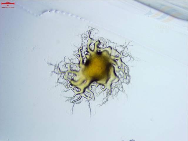 乌鱼诺卡氏菌病图片:生鱼诺卡氏菌病怎么治疗 草鱼丝囊霉菌感染用什么药？
