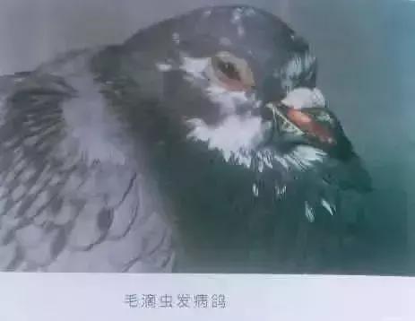 猫滴虫病的症状:猫感染弓形虫有什么症状？