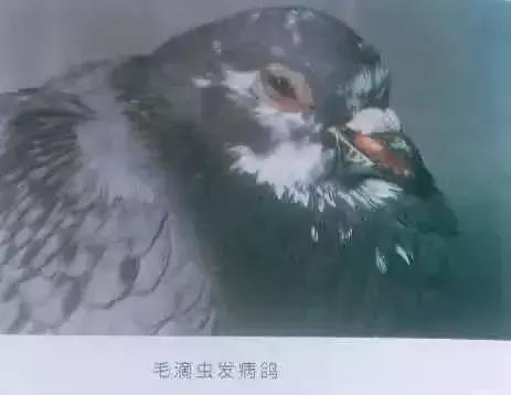 毛滴虫病原及传播特点是什么，老生常谈还谈什么是鸽子毛滴虫