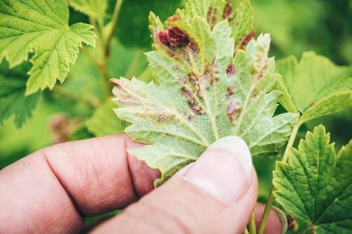 绿宝树 蚜虫:葡萄树上有蚜虫打什么药？