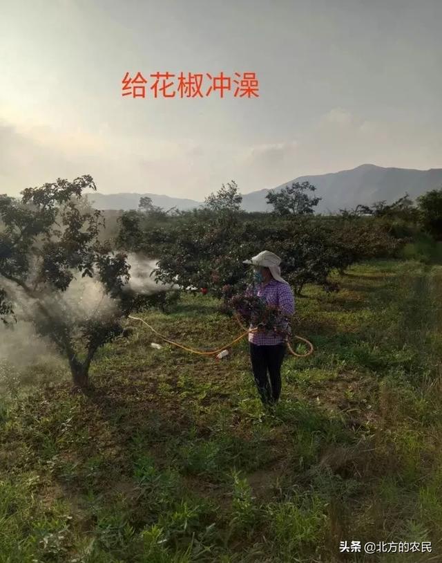 树锦鸡儿植株变黑:花椒树和花椒都发黑是什么原因？