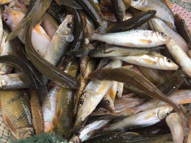 头条问答 - 农村现在小河里有什么鱼了?(36个回答)