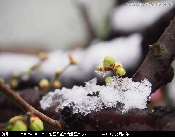 大家认为王安石《梅花》中的“墙角数枝梅,凌寒独自开”从逻辑来看合理吗？