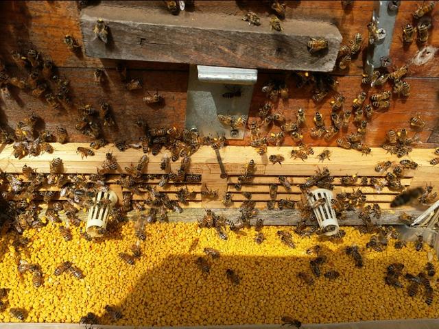 头条问答 养蜂人是怎么把蜜蜂采的花粉夺来的 追花精灵的回答 0赞