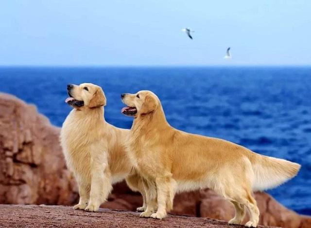 4个月金毛幼犬什么好:四个月的金毛背毛很粗糙，该怎么改善？