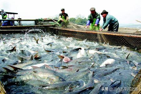 淡水鱼种类图片大全:淡水鱼品种大全及图片 农村常见的四大家鱼，哪个长得最大？哪个最好吃？哪个活的最长？