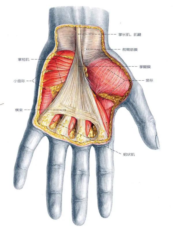 手撑的大小鱼际早晨起来总是刺痒挠后出现米粒小泡咋回事