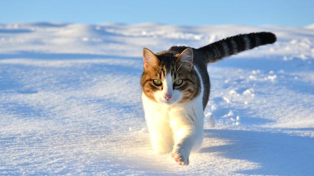 养猫论坛:捡到猫咪怎么给它找主人？