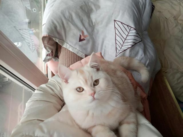卫塔卡夫猫零食:问一下有什么猫零食可以给猫吃，对猫无害的，没什么副作用的吗？