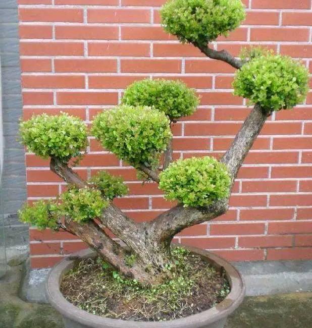 头条问答 - 鱼鳞木和赤楠是一种植物吗?(15个回答)