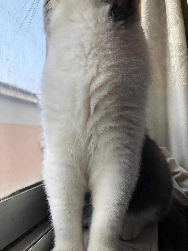 萌猫咪图片:我想大量云吸猫！请有猫咪的友友们发些你家猫咪的萌照给我看看？ 猫图片大全可爱