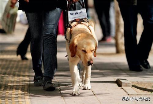 导肓犬小qip电影儿童版:当你老了以后，老伴、子女、金钱三者中最可靠的是哪个？