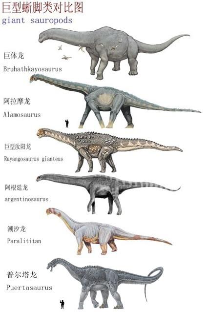 阿根廷獒犬幼崽:阿根廷龙的头部大概有多长？在白垩纪属于怎样的存在？ 阿根廷獒犬打架