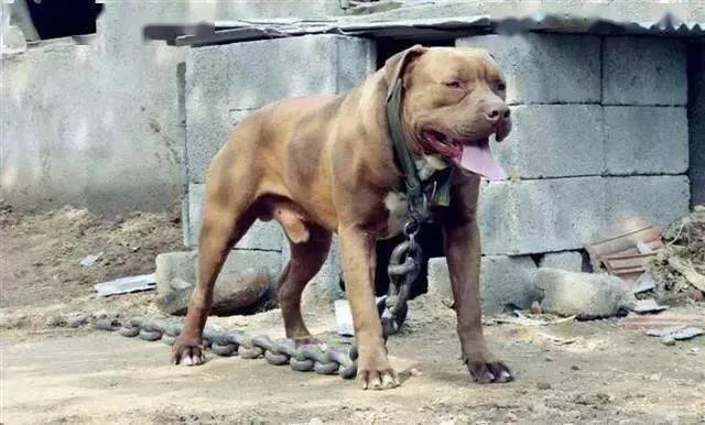 什么犬最凶狠？