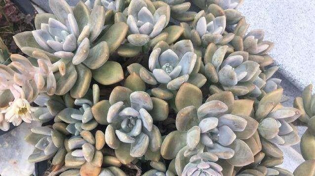 头条问答 - 冬美人长侧芽要摘掉吗?(5个回答)