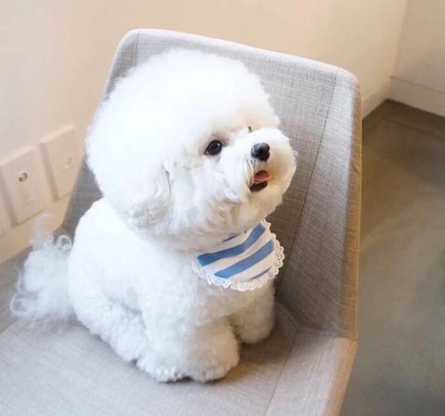 犬膝关节髌骨脱位:比熊走路后腿一跳一跳的是怎么回事呢？