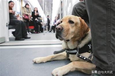 导肓犬小qip电影儿童版:退役后的导盲犬该不该被安乐死？