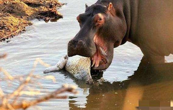 头条问答 - 河马与湾鳄谁厉害?(2个回答)