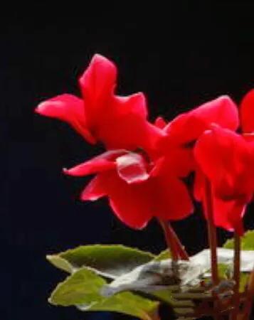 兔耳花的养殖方法:我养殖的兔子花开花少，该怎么办？